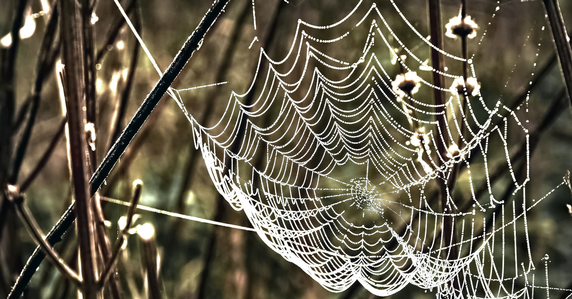 Putting Spiders Out: Why I Do It