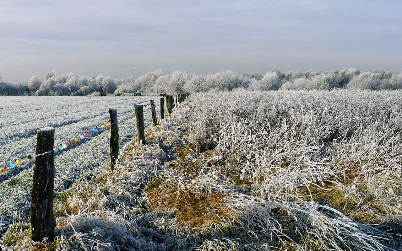 Deck the Halls… With What Exactly?